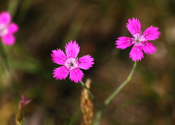 Heide-Nelke (Dianhtus deltoides) - © Emanuel Trummer